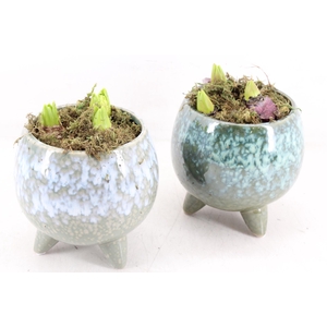 arr4 Hyacint FL - Green flavour x3