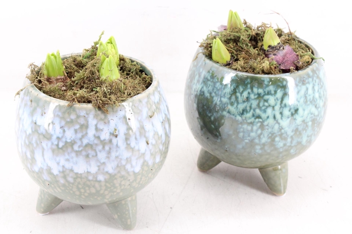 <h4>arr4 Hyacint FL - Green flavour x3</h4>