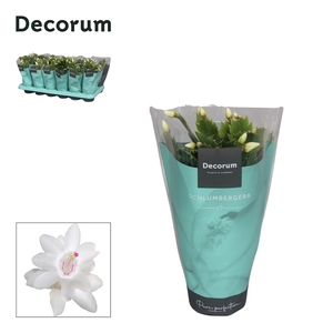 Schlumbergera - 9 cm - White (Malissa) met hoes - Decorum