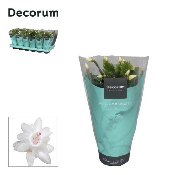 <h4>Schlumbergera - 9 cm - White (Malissa) met hoes - Decorum</h4>