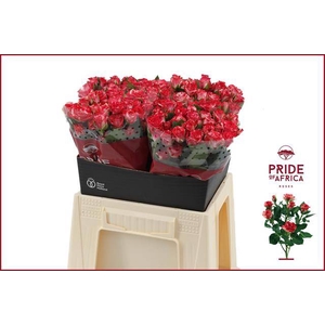 Rosa spray fireworks