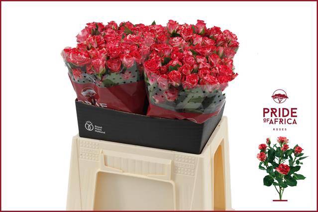 <h4>Rosa spray fireworks</h4>