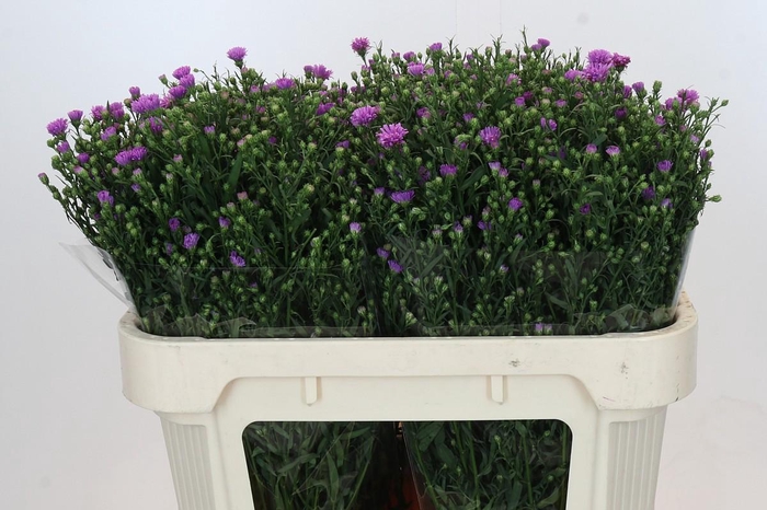 <h4>Aster Casarosa</h4>