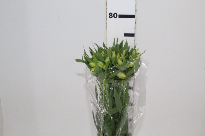 <h4>ALSTROEMERIA WHITNEY 080 CM</h4>