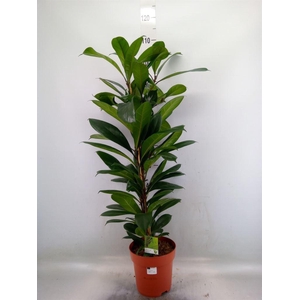 Ficus   ...