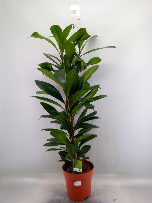 <h4>Ficus   ...</h4>