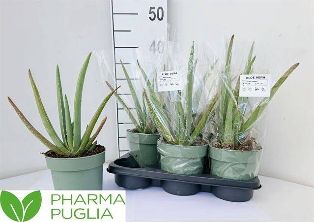 <h4>ALOE VERA</h4>