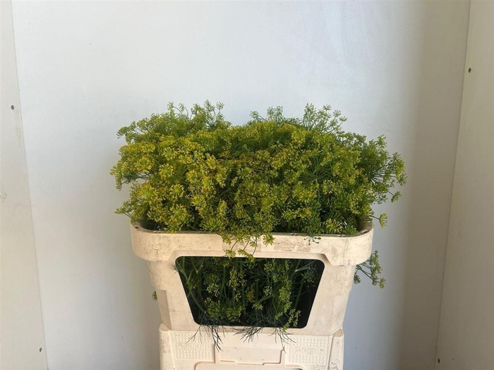 <h4>Anethum Graveolens</h4>