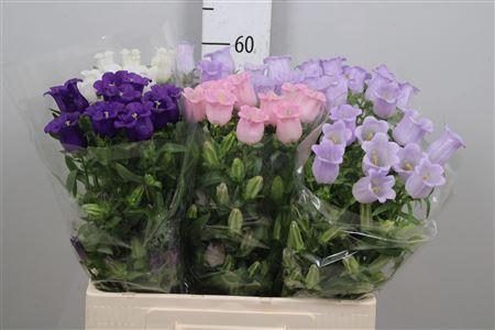 <h4>Camp Med Gemengd</h4>