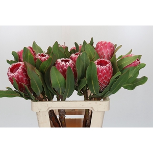 Protea Empress
