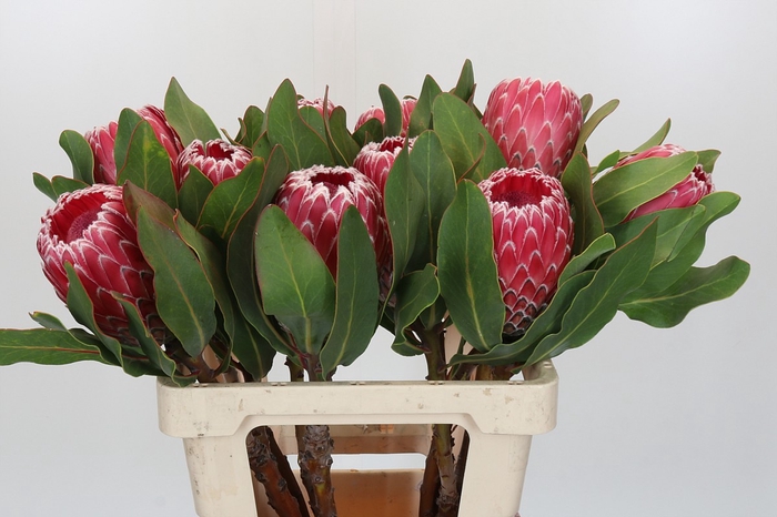 <h4>Protea Empress</h4>