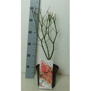 Acer palmatum 'Jerre Schwartz' P19 Full CC