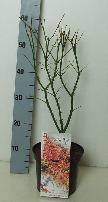 <h4>Acer palmatum 'Jerre Schwartz' P19 Full CC</h4>