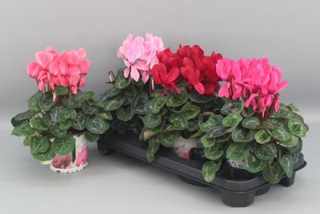 <h4>CYCL GR SUP XL</h4>