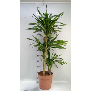 Dracaena frag. 'Riki'