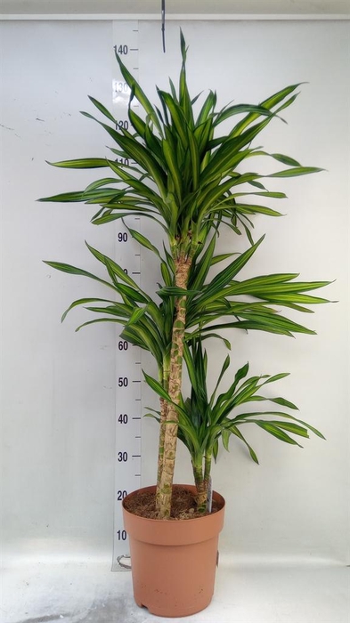 <h4>Dracaena frag. 'Riki'</h4>