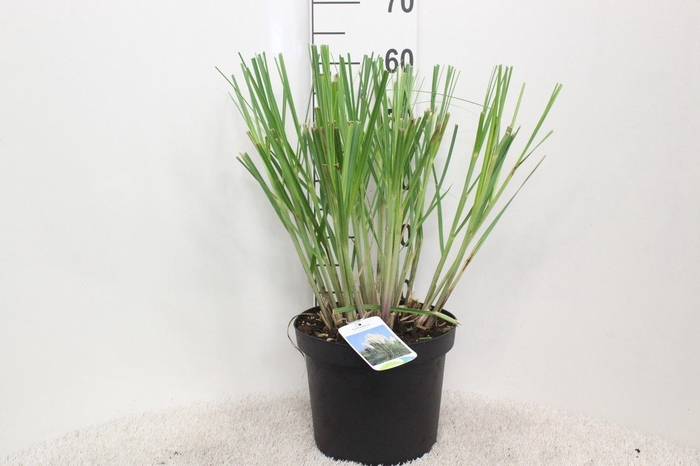 <h4>Cortaderia selloana P26 H60 potgekweekt</h4>