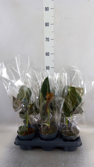 <h4>Philodendron melanochrysum</h4>
