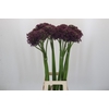 Allium Cherry