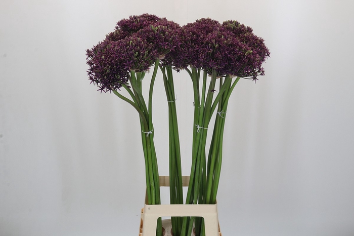 <h4>Allium Cherry</h4>
