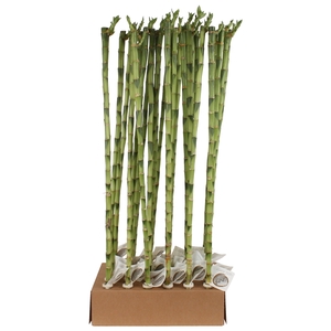 Lucky Bamboo Stem Straight 80cm in Tube & Karton Tray