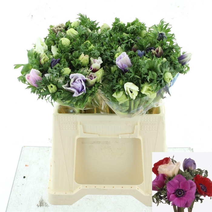 <h4>ANEM GEM BS</h4>