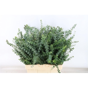 Euca Baby Blue 300gr P Bunch