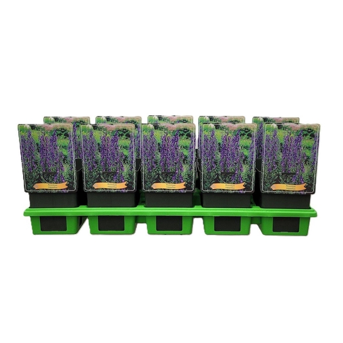 <h4>Aconitum napellus</h4>