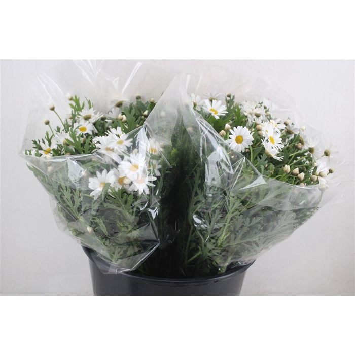 <h4>Margriet White Extra P Stem</h4>