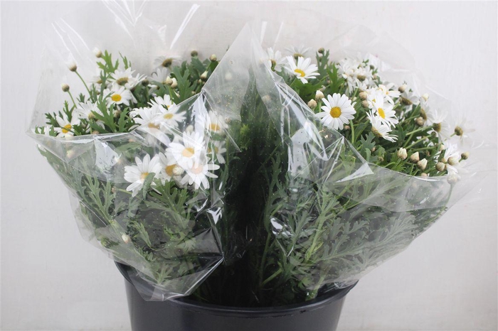 Margriet White Extra P Stem