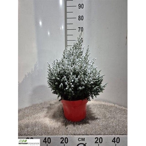 Juniperus chinensis 'Stricta'