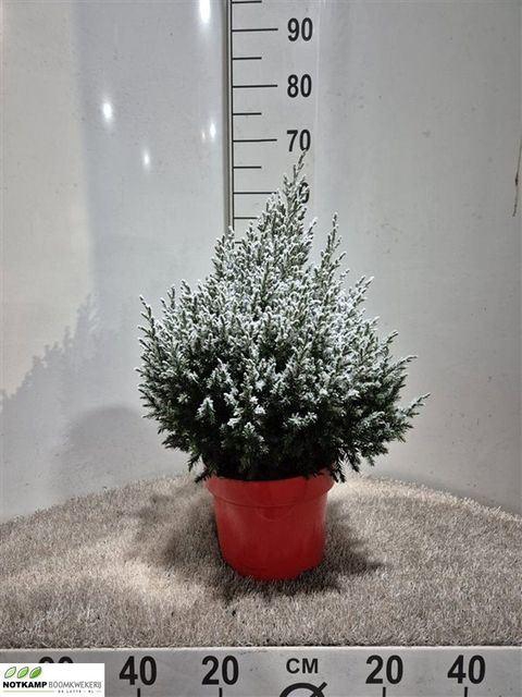 <h4>Juniperus chinensis 'Stricta'</h4>