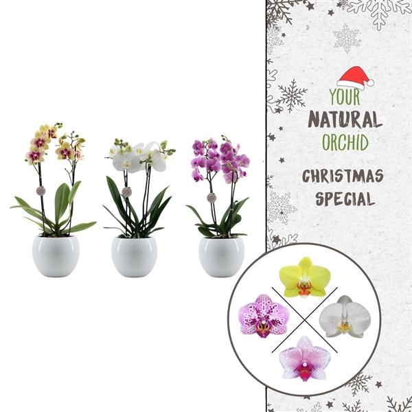 <h4>Christmas | 2 spike Flower Symphony mix | Lisa wit</h4>