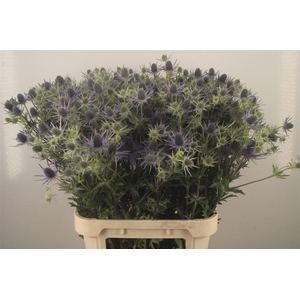 ERYNGIUM PL BRIGHT SURPRISE