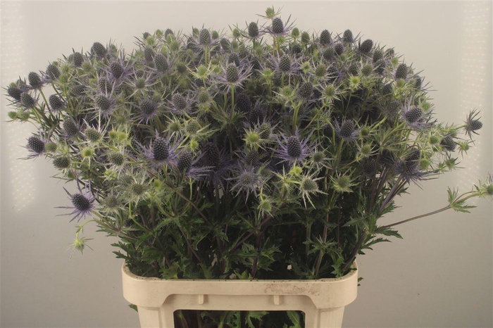 <h4>ERYNGIUM PL BRIGHT SURPRISE</h4>