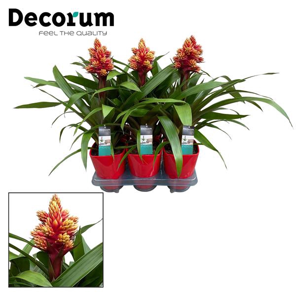 <h4>Guzmania Brush Luxe Keramiek (Decorum)</h4>