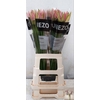 Nerine Vesta K