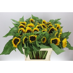 Helianthus A Sun Orange Exx
