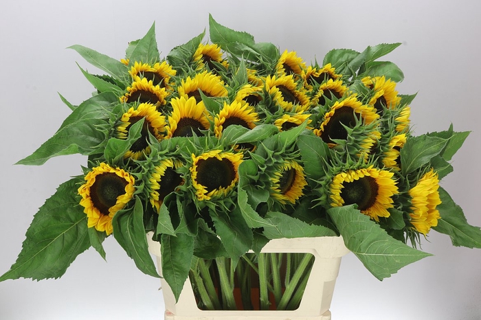 <h4>Helianthus A Sun Orange Exx</h4>