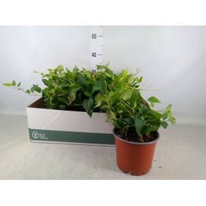 Hedera helix 'Mein Herz'