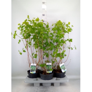 Viburnum opulus 'Roseum'