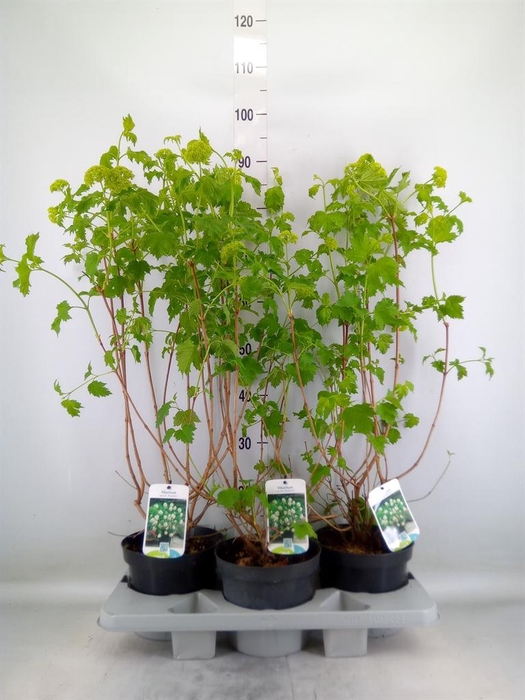 <h4>Viburnum opulus 'Roseum'</h4>