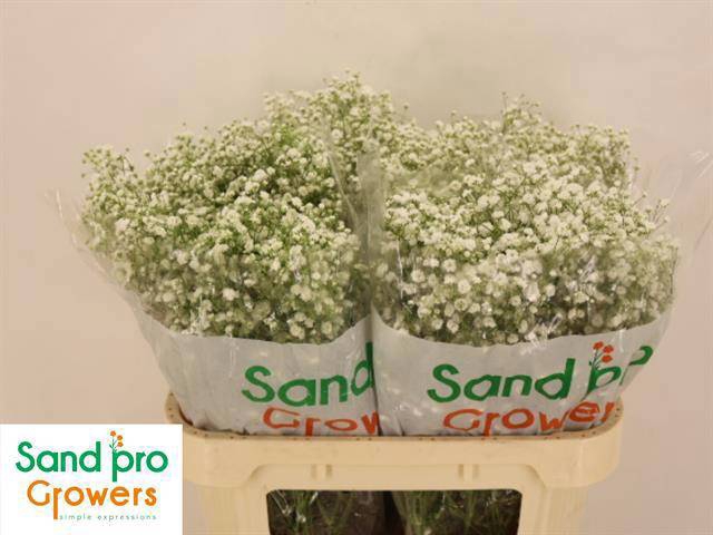 <h4>GYPS PA XLENCE</h4>