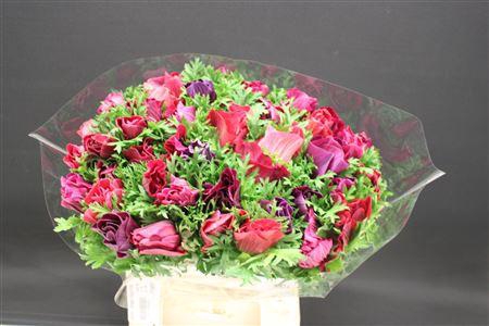 <h4>Anem Z Mega Magenta</h4>