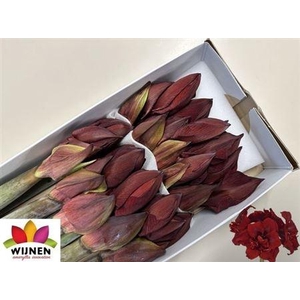 Hipp Dg Doub Royalty