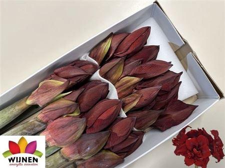 <h4>Hipp Dg Doub Royalty</h4>