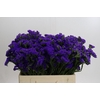 Limonium Navy Sun Birds