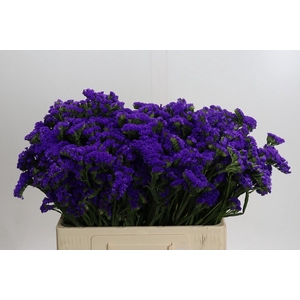 Limonium sinuatum Navy Sun Birds