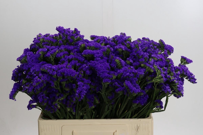 <h4>Limonium Navy Sun Birds</h4>