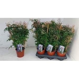 Jasminum polyanthum 12Ø 45cm 300fl